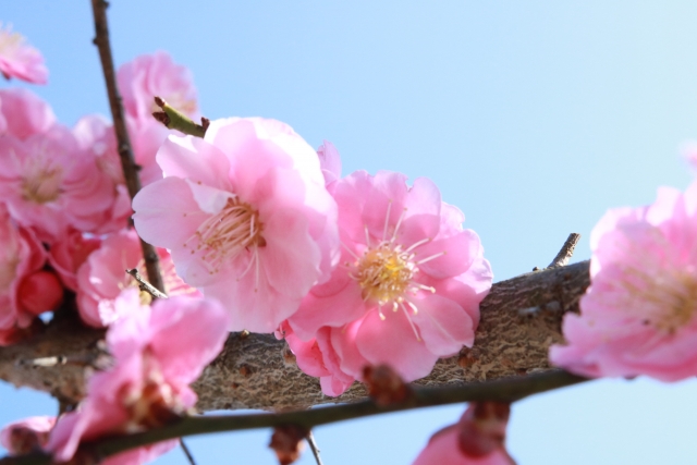 Ume tree